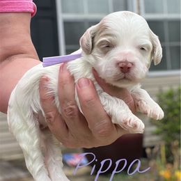 Pippa - Red female Cockapoo puppy in Mocksville, North Carolina from Little Bear Doodles