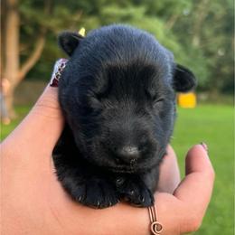 Sunshine - Bi-color female German Shepherd puppy in Salem, Ohio from von den Kilöff Working German Shepherds