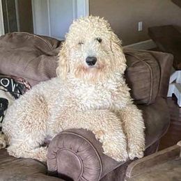 Goldendoodles from Blondie’s Doodles