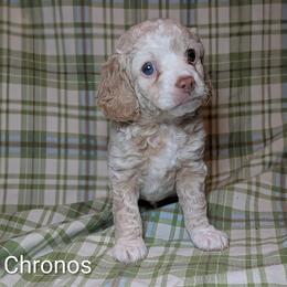 Chronos - Silver male Cockapoo puppy in Sunset, Louisiana from Cano Cockapoos