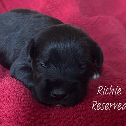 Miniature Schnauzer and Poodle Puppies from Bobo’s Babies Miniature Schnauzers and Poodles