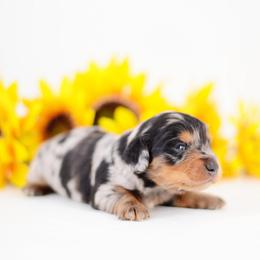 Peter - Black and tan male Dachshund puppy in Neosho, Missouri from Tinker Toy Doxies