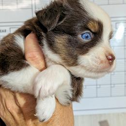 Shorty - Red tri male Miniature Australian Shepherd puppy in Lufkin, Texas from Texas Lil Cowdogs
