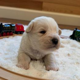 Buddy - White male Miniature Schnauzer puppy in Auburn, Georgia from Very Special Mini Schnauzers