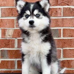 Dancer - Black and white Pomsky puppy in Henderson, Kentucky from Paris Pomskies