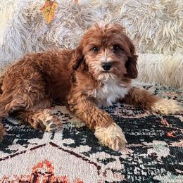 Penny - Cavapoo