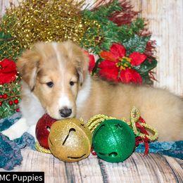 Collies and Shetland Sheepdogs from Dueling Pine Ranch