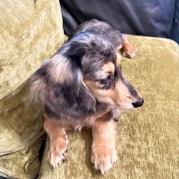 Sofia - Dapple female Dachshund puppy in Visalia, California from DachGraston Dachshunds