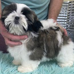 Shih Tzu Puppies from Falling Star
