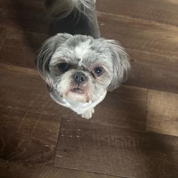 Gizzy - Shih Tzu
