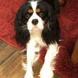 Cavalier King Charles Spaniels from Fieldstone Cavaliers
