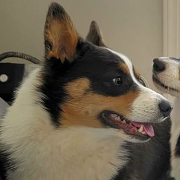 Danny - Pembroke Welsh Corgi