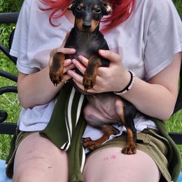 Girl 1 - Manchester Terrier puppy from Spirit Kennels