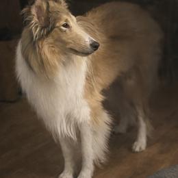 Annie - Collie