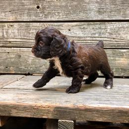Shroom - Brown white and tan male Cockapoo puppy in Hermiston, Oregon from Columbia River Cockapoos