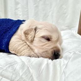 Mr Blues - Light golden male Golden Retriever puppy in Midlothian, Texas from Brightest Days