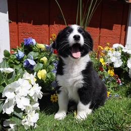 Athena - Black & white female Australian Shepherd puppy in Quincy, Massachusetts from William's Aussies