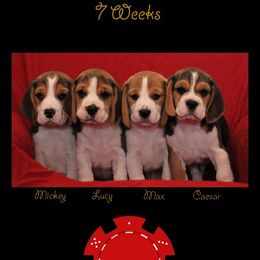 Beagles from Youngsong Beagles
