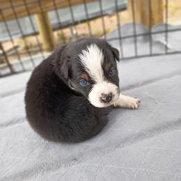 Slate (blue) - Black tri-color male Australian Shepherd puppy in Okeechobee, Florida from Rothsolid Puppies
