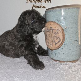 Mocha - Black and white female Shihpoo puppy in Lincolnton, North Carolina from Cuddable Pups