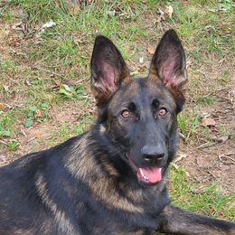 Beretta "Etta" - German Shepherd