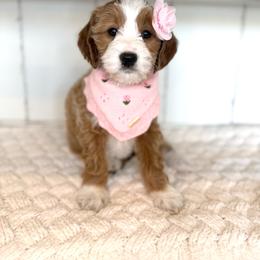 Luna - Red  female Goldendoodle puppy in Saratoga Springs, Utah from DayDreamDoodles