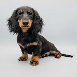 Ember - Dachshund