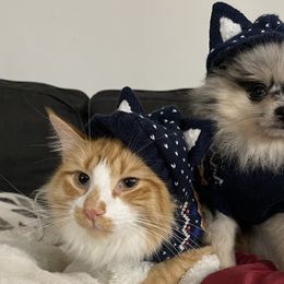 Pomeranians from SantaAnna Pomeranians