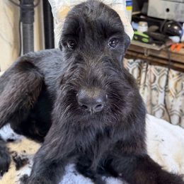 Tabby - Black female Giant Schnauzer puppy in Bois D’arc, Missouri from Down Low Kennels
