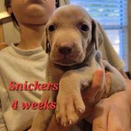 Snickers - Silver gray male Weimaraner puppy in Kingwood, Texas from Desert Rose Weimaraners