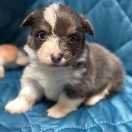 Jingle - Blue male Pembroke Welsh Corgi puppy in Nortonville, Kansas from Low Riders Corgis & Mini Aussies