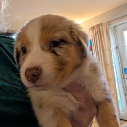Girl 3 - Red merle female Australian Shepherd puppy in Cherry Grove, Oregon from TLC Dream and Pureland Australian Shepherds