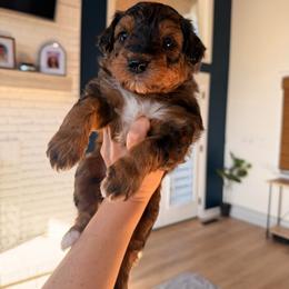 Coach - Sable female Aussiedoodle puppy in North Royalton, Ohio from Johnson's Doodles