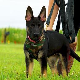 German Shepherd Puppies from Haus Kriegerhund