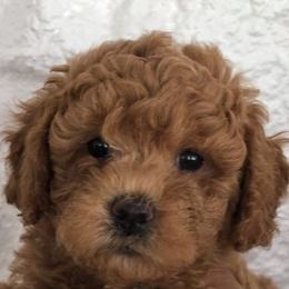 Goldendoodle Puppies from Jessie’s Doodles
