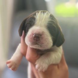 Woodford - Liver and white male English Springer Spaniel puppy in Hawesville, Kentucky from Bristol’s Southern English Springer Spaniels