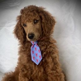 Poodle Puppies from Prissy Pants Poodles LLC