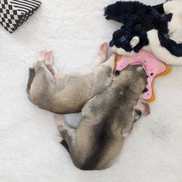 Siberian Husky Puppies from Sassenach Siberians