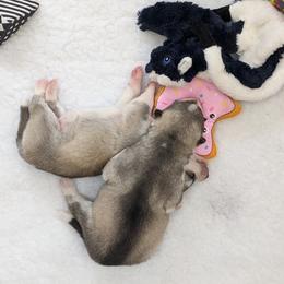 Siberian Husky Puppies from Sassenach Siberians