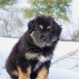 Dancer - Black tri-color male Australian Shepherd puppy in Azle, Texas from AW Standard Aussies