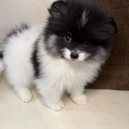 Bronco - Tri-colored male Pomeranian puppy in Phoenix, Arizona from Luxpomz