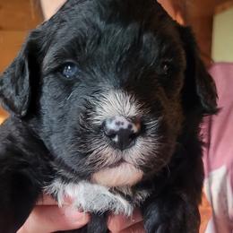 Portuguese Water Dogs from Sage Farm Portuguese Water Dogs