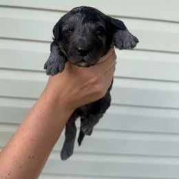 Blue - Merle male Goldendoodle puppy in Mc Cutchenville, Ohio from Dawn's Doodles