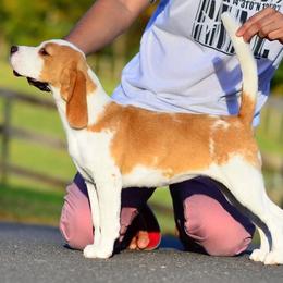 Beagles and Harriers from WolfRun Beagles