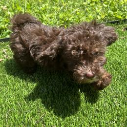 Mal-Shi, Maltese, Maltipoo, Poodle, and Shih Tzu Puppies from Joy-Fur Puppies