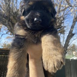 German Shepherd Puppies from Aguirre farm