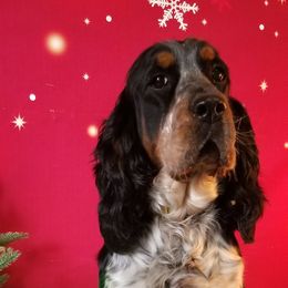 Lexi - English Springer Spaniel