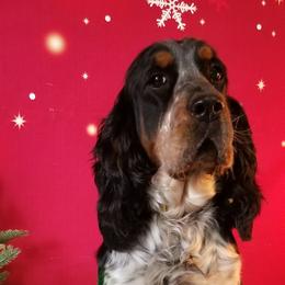 Lexi - English Springer Spaniel