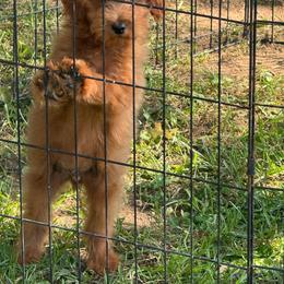 Firework - Red  male Goldendoodle puppy in Lancaster, Kentucky from Dream Paws Puppies, LLC