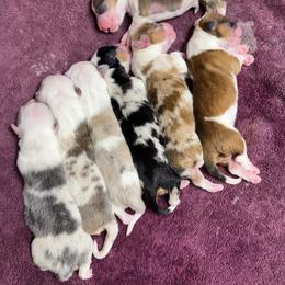 Snappy - 1800 Full Fluffy - Black and tan female Pembroke Welsh Corgi puppy in Rozet, Wyoming from Hayday Ranch Corgis